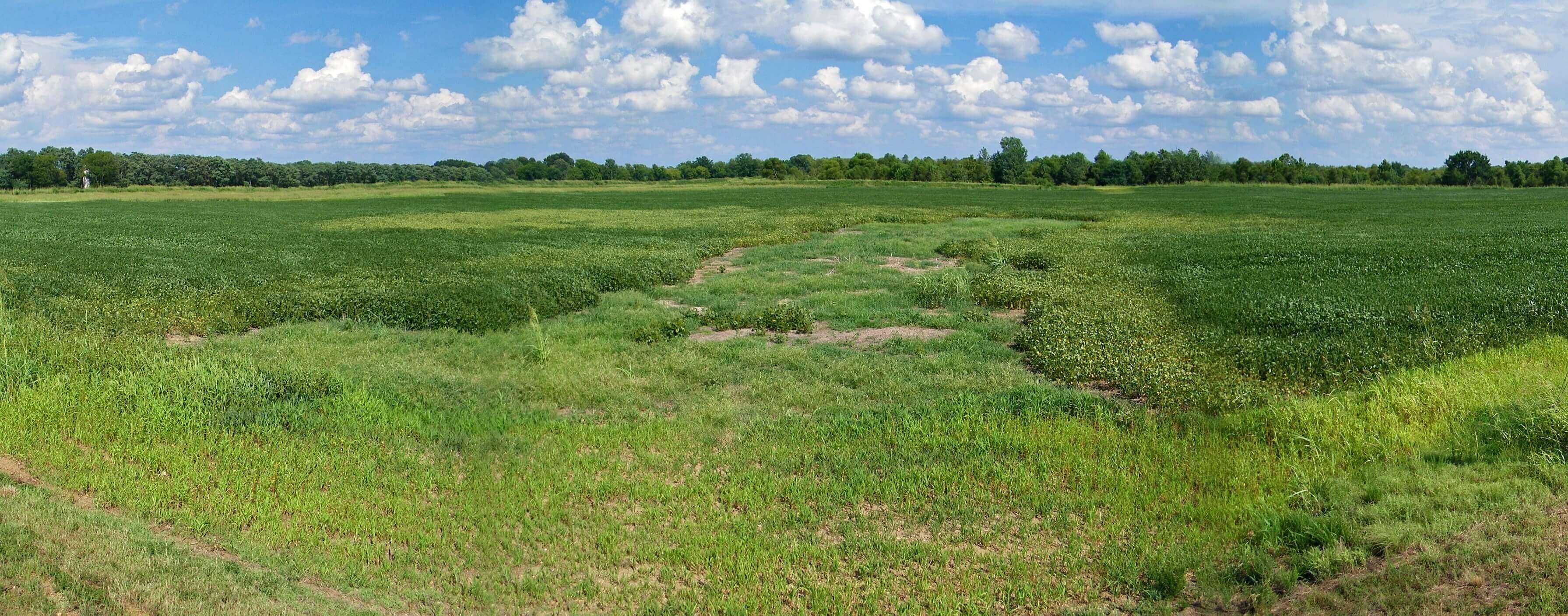 First-year crops growing on reclaimed land at Weanack